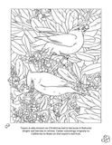 California Native Plants Coloring Book