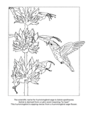 California Native Plants Coloring Book