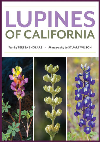 Lupines of California