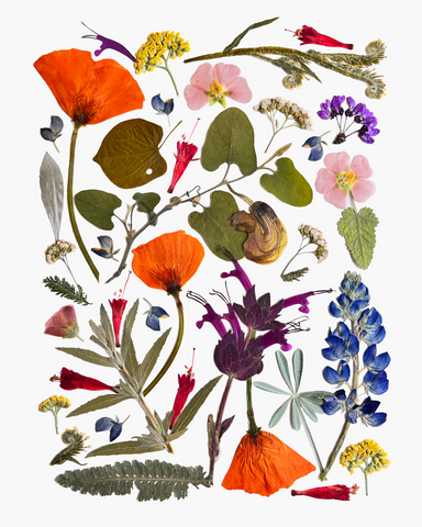 Native Plant Garden Print
