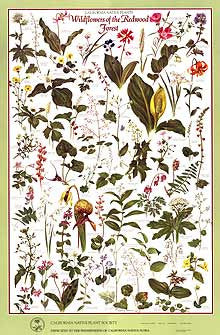 Wildflowers of the Redwood Forest Poster