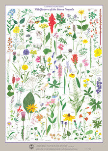 Wild Flowers Poster