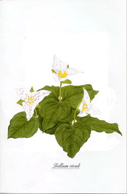 Watercolor Lily print - Trillium rivale
