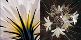 Beauty and the Beast: California Wildflowers and Climate Change