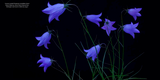 Beauty and the Beast: California Wildflowers and Climate Change