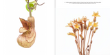 Beauty and the Beast: California Wildflowers and Climate Change