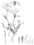 An Illustrated Flora of Sequoia and Kings Canyon National Parks