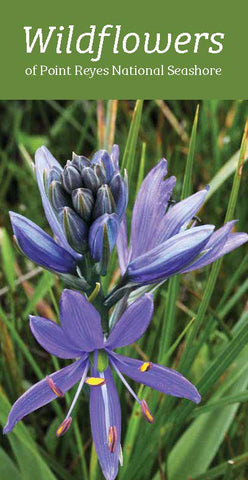Wildflowers of the Point Reyes Seashore