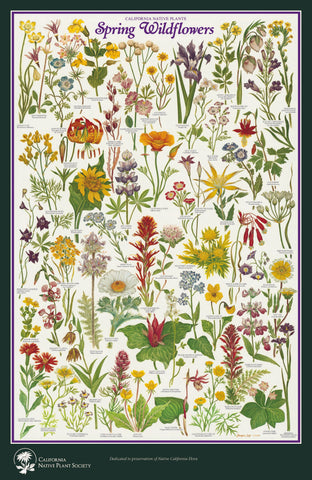 Spring Wildflowers Poster