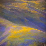 Beauty and the Beast: California Wildflowers and Climate Change