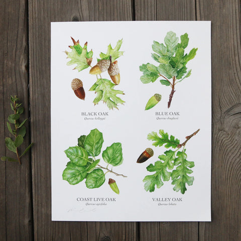 Oaks of California Print