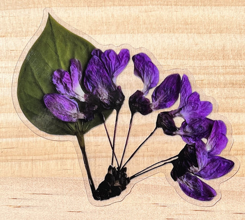 Western Redbud Sticker