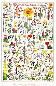 Wildflowers of the Desert Poster