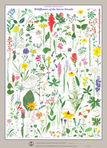 Wildflowers of the Sierra Nevada Poster
