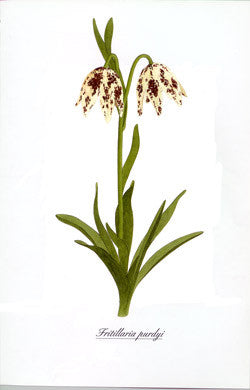 Watercolor Lily print - Fritillaria purdyi
