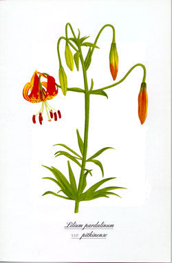 Watercolor Lily Print - Lilium pitkinense