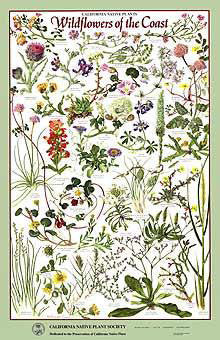Wildflowers of the Coast Poster